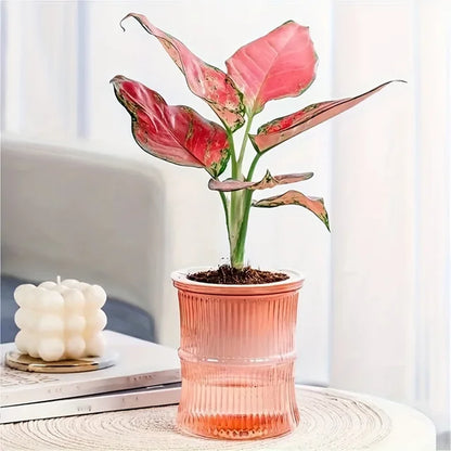 Self Watering Lazy Person Soil Cultivation Small Pot Living Room Desktop Bamboo Flower Planter Pots Transparent Vase Room Decor